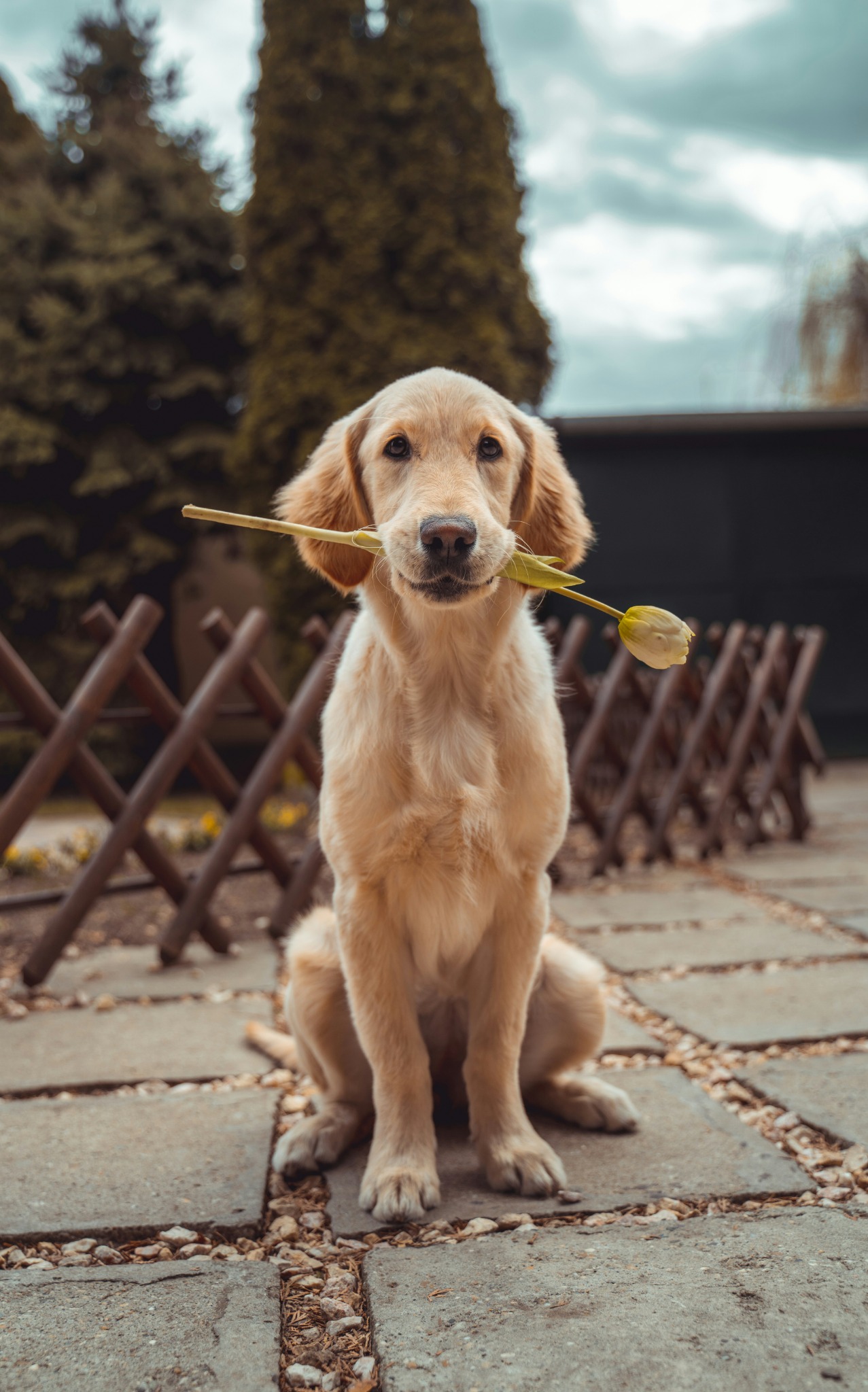 Pet preview